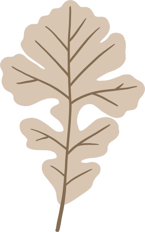 simplicity maple freehand drawing flat design. png