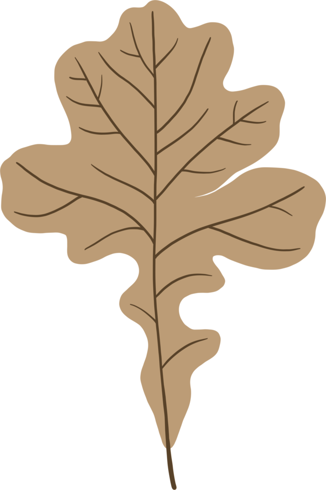 simplicity maple freehand drawing flat design. png