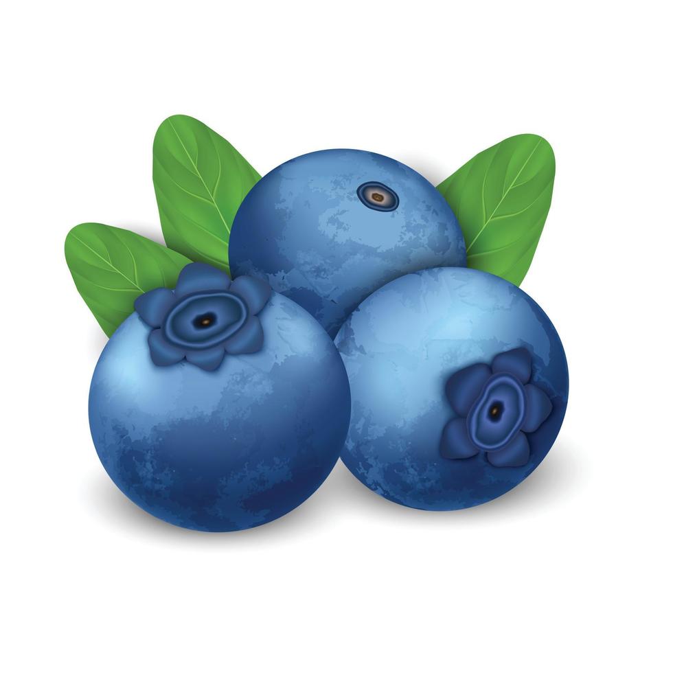 Blueberry icon, realistic style vector