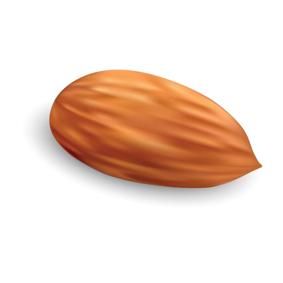 Almond nut icon, realistic style vector