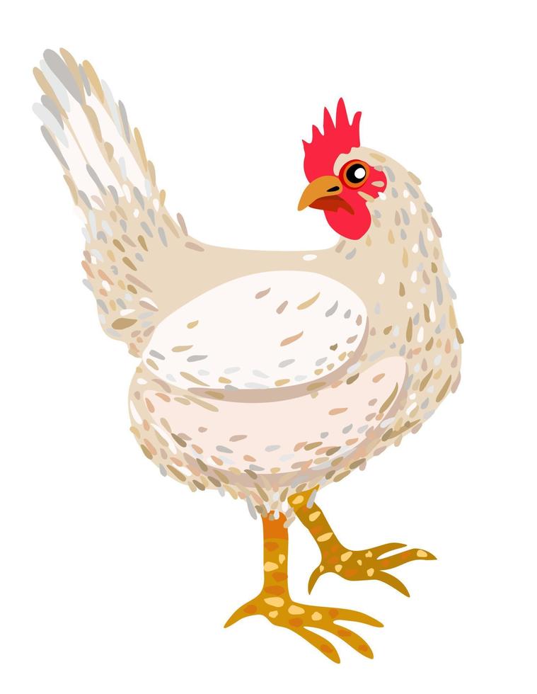 White hen. Vector isolated illustration.