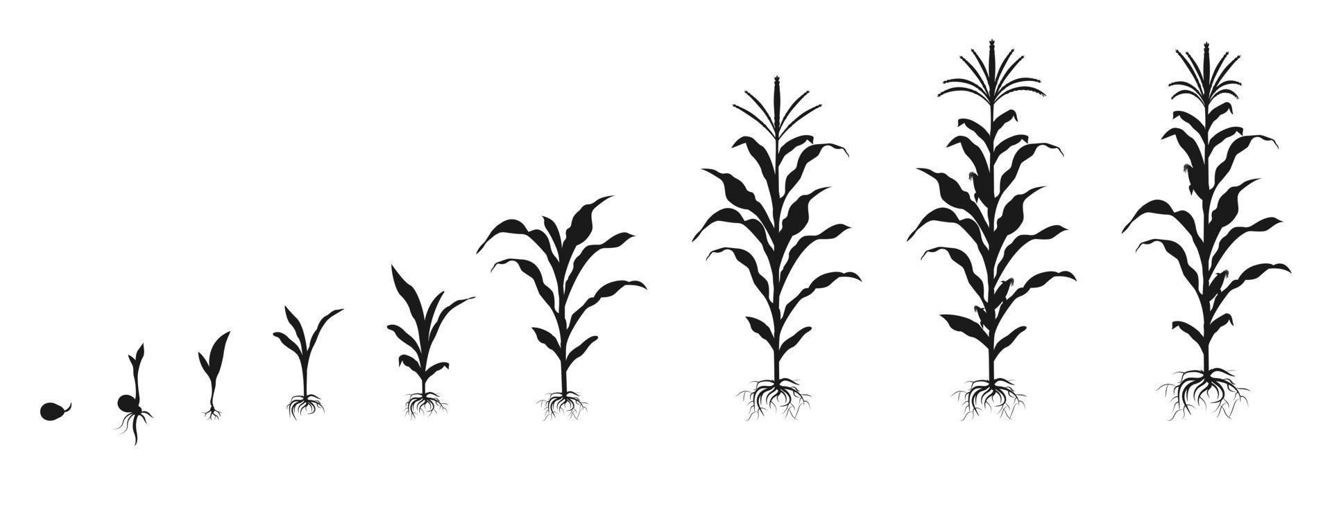 ciclo de crecimiento del maíz en forma de silueta negra. infografía de la germinación por etapas de la semilla de la planta. vector