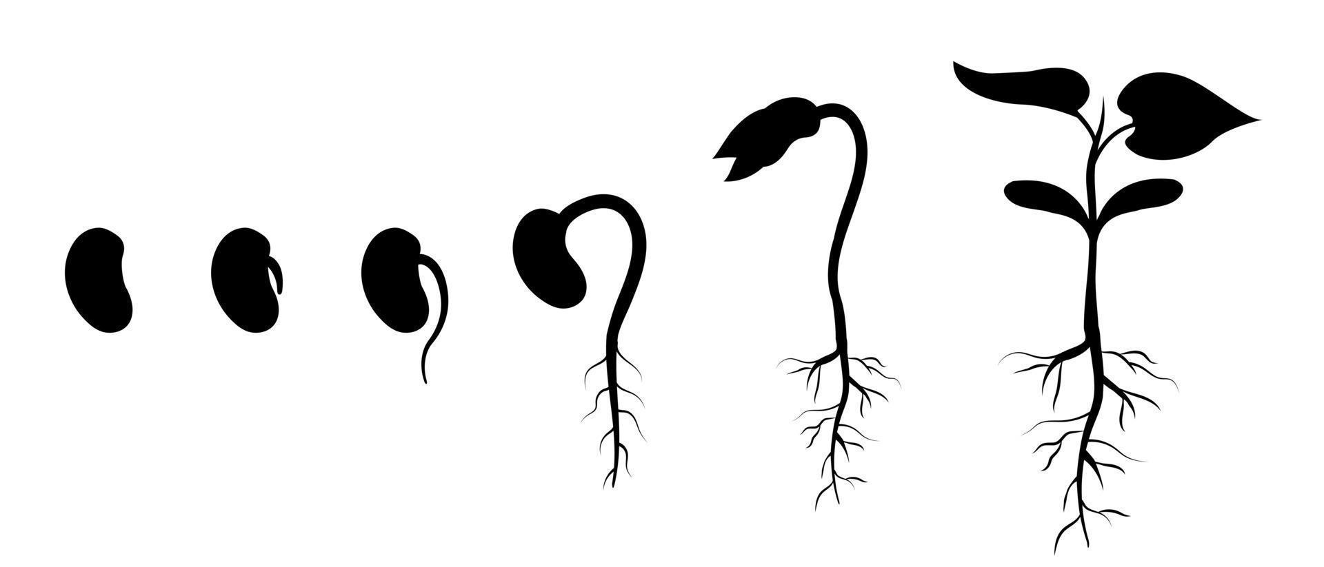 germinación de semillas de frijol paso a paso. aparición de raíces en la planta. silueta de desarrollo de brotes vector