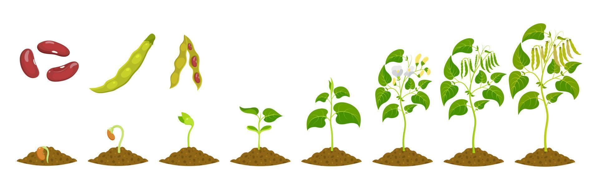 Stages of kidney bean growth. Growing legumes from seed. Seedling development vector illustration