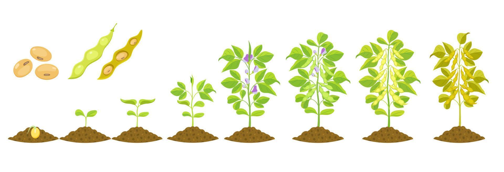 Soybean growth is gradual. Phases of development of leguminous plants. Cycle of growing beans in agriculture vector