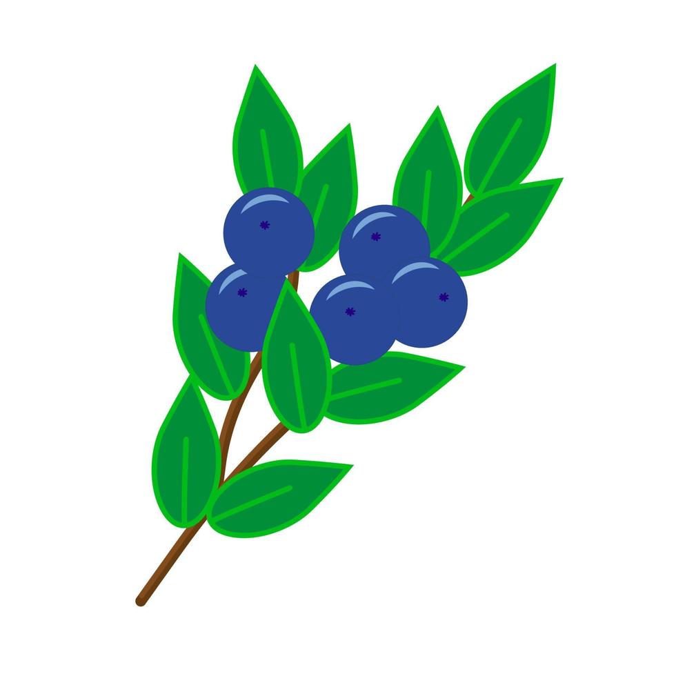 a small sprig of blueberries with berries vector