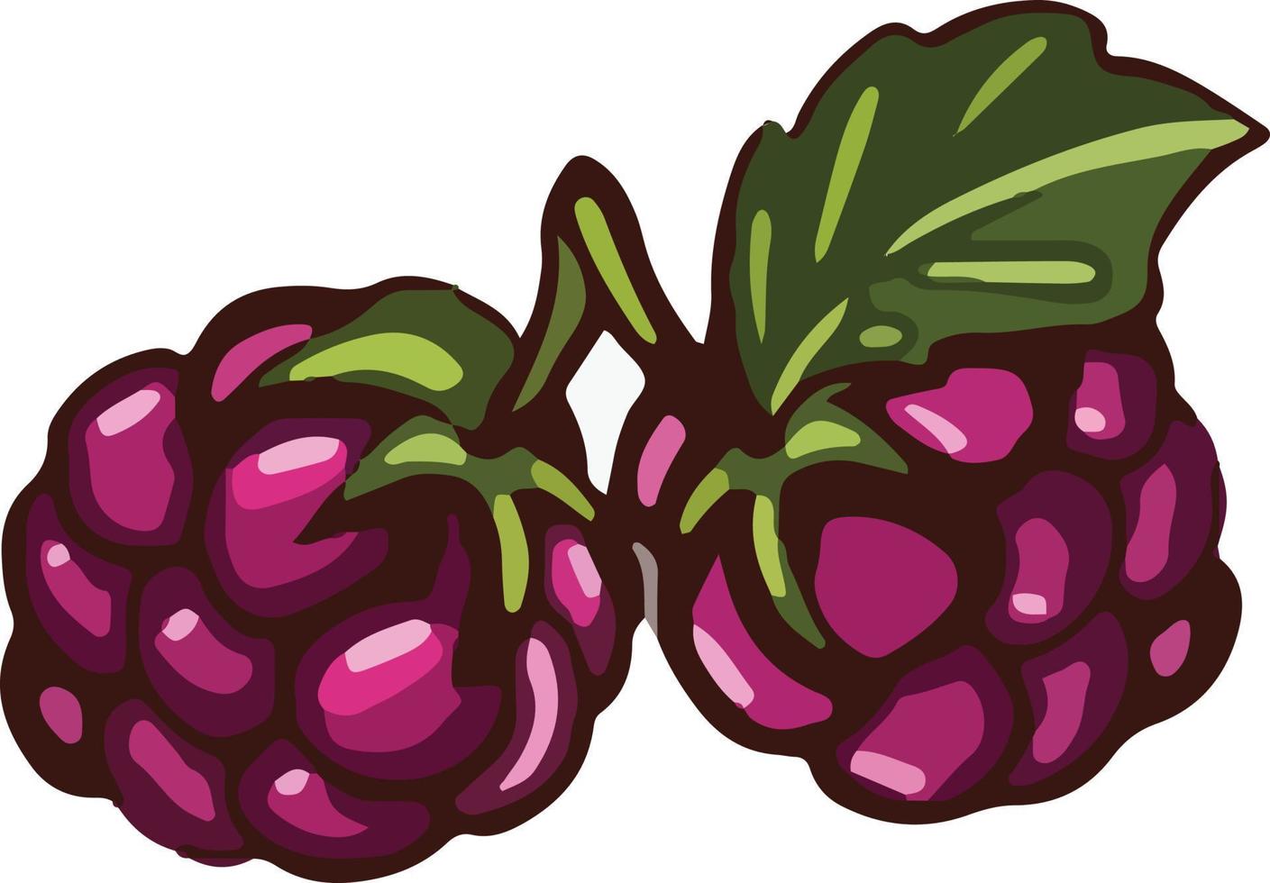 Berry purple blackberry. vector illustration Cartoon style.