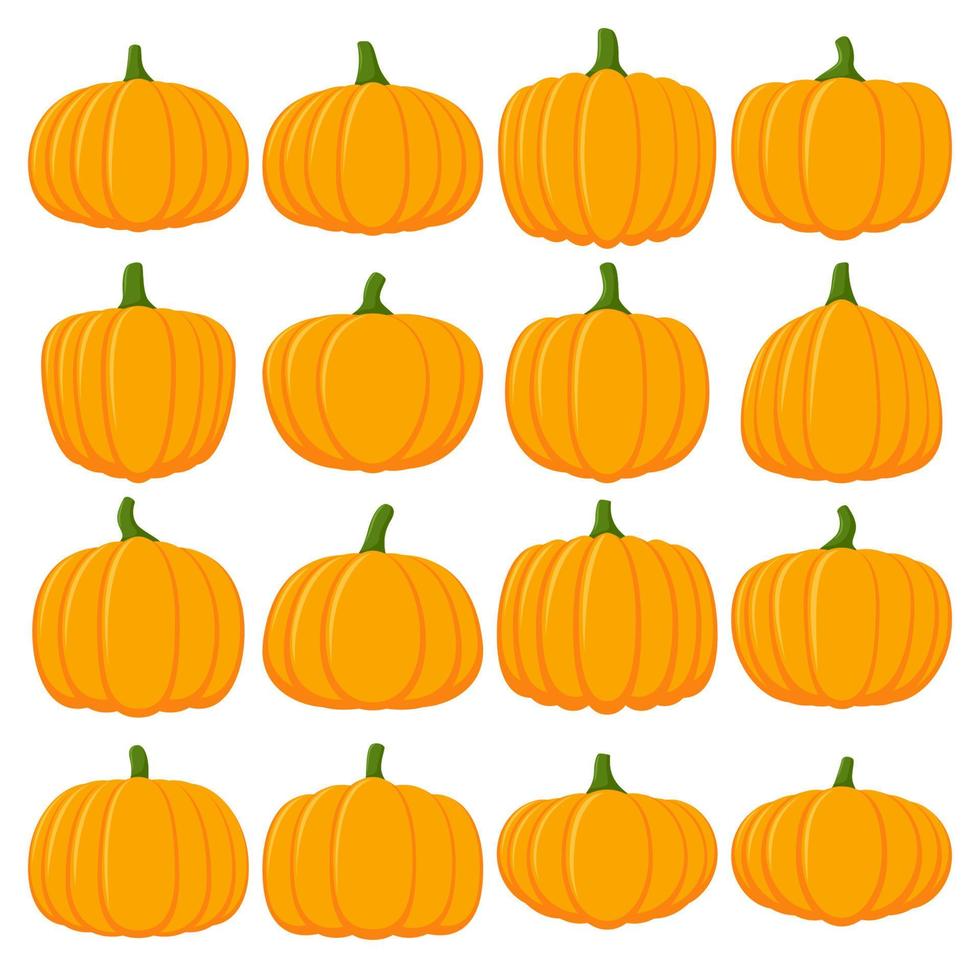 Pumpkin isolated on white background vector