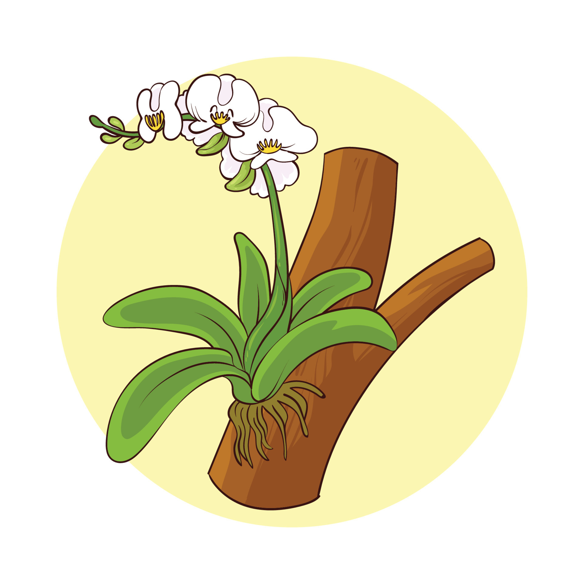 hand drawn orchid plant 14440845 Vector Art at Vecteezy