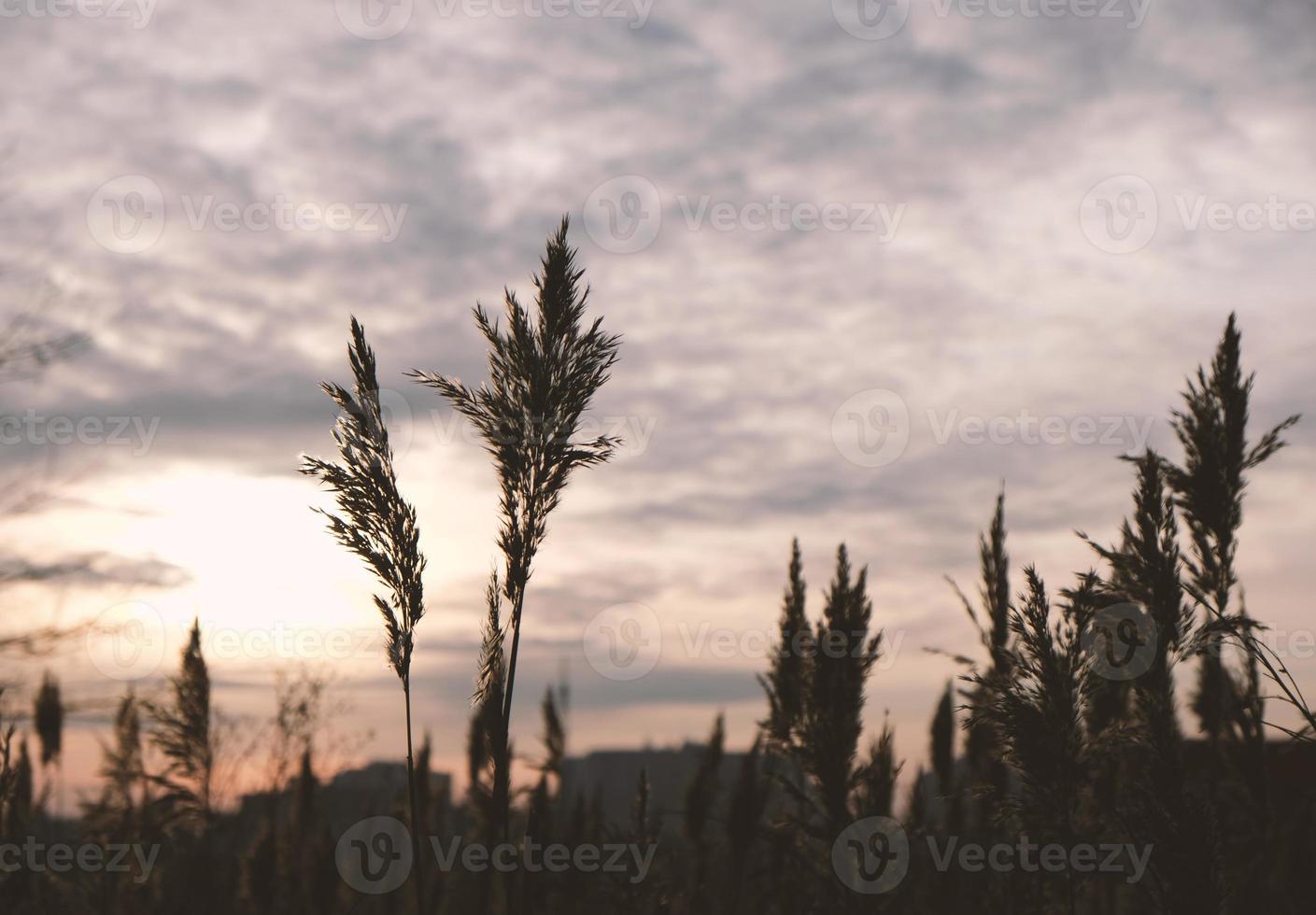 Golden reeds sway in the wind against sunset sky. Abstract natural background. Pattern with neutral colors. Minimal, stylish, trend concept. Golden sedge grass, dry reed, reed layer, reed seeds. photo