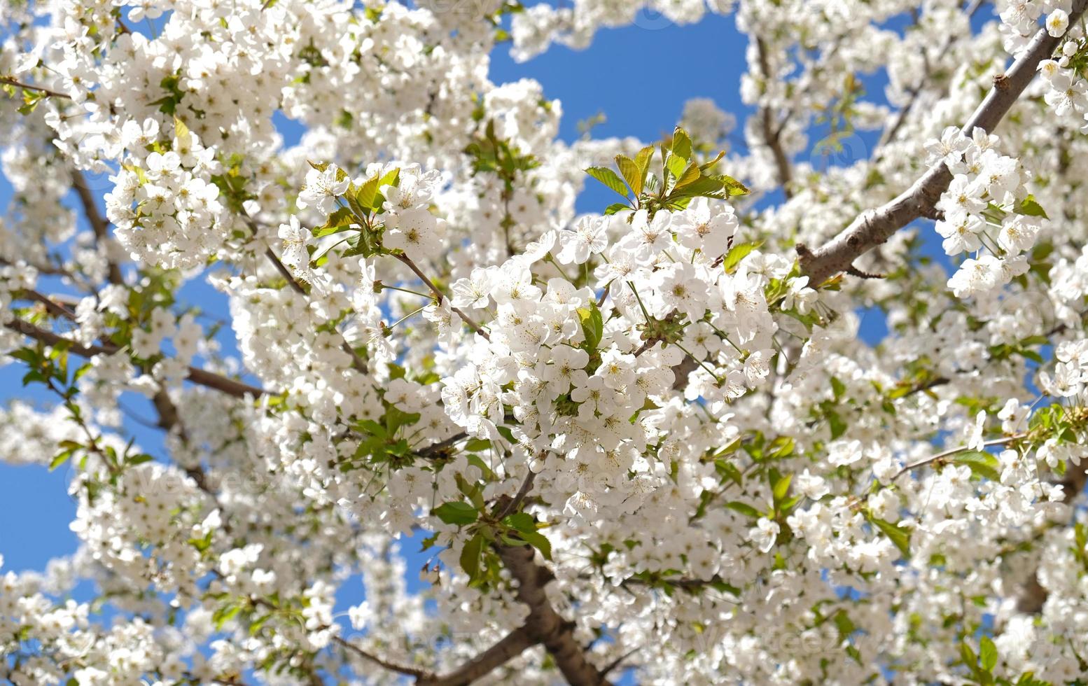 Branch of blooming white flowers of cherry plum tree in early spring. Amazing natural floral spring banner or greeting card, postcard, poster. Selective focus photo