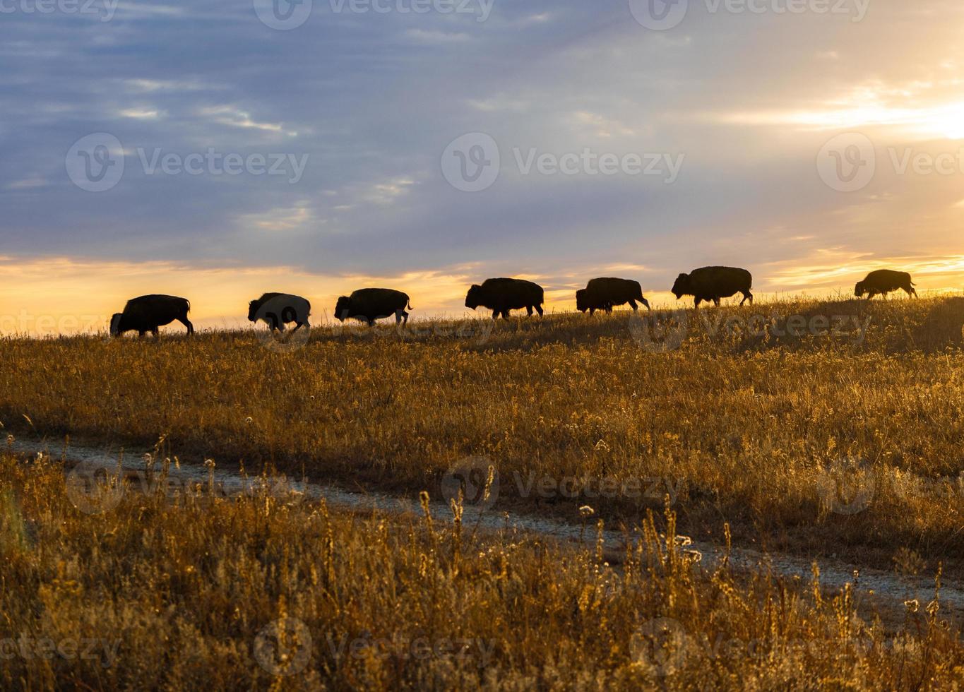 Brown Bison walking along prairie ridge at sunset photo