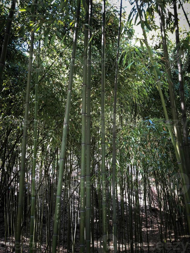 Many green tree trunks of bamboo tubes are tall and flexible with a