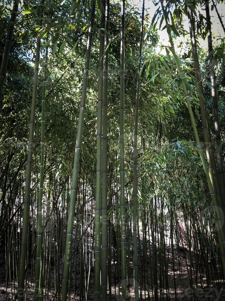 Many green tree trunks of bamboo tubes are tall and flexible with a strong and solid hollow stem in a tropical and subtropical forest. Texture. The background photo