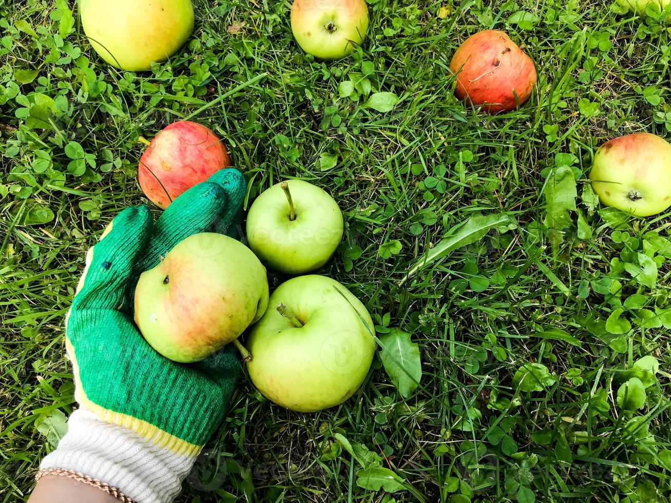apples lie on the ground, on the grass in the garden. gardener in protective gloves collects them on the field. gloves are green and white. protecting hand skin from dirt photo