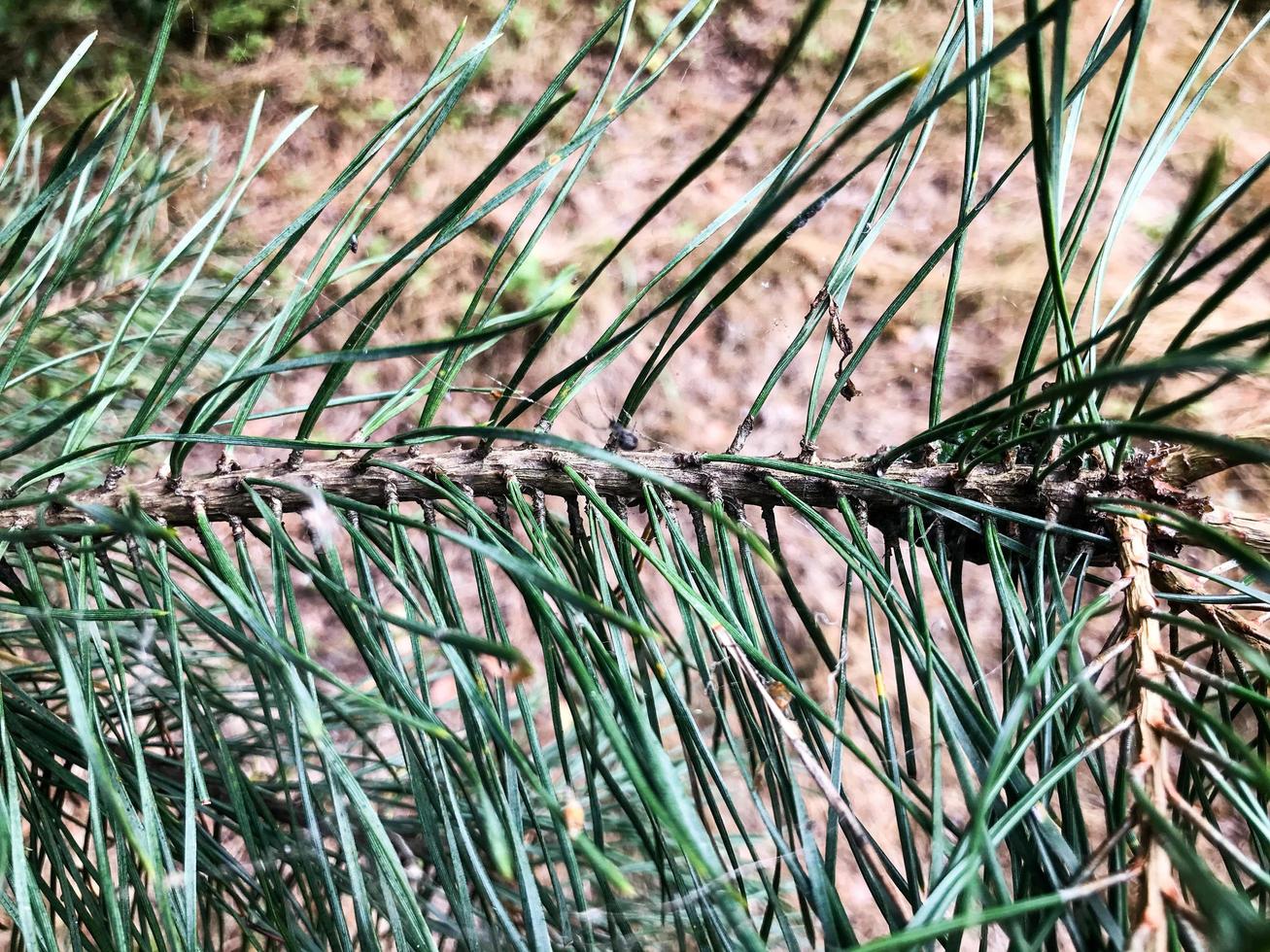 spruce branch with long green thorns. branch of a Christmas tree for creating drugs. medicines for people from a medicine man or healers. treatment with natural materials, healing spruce photo