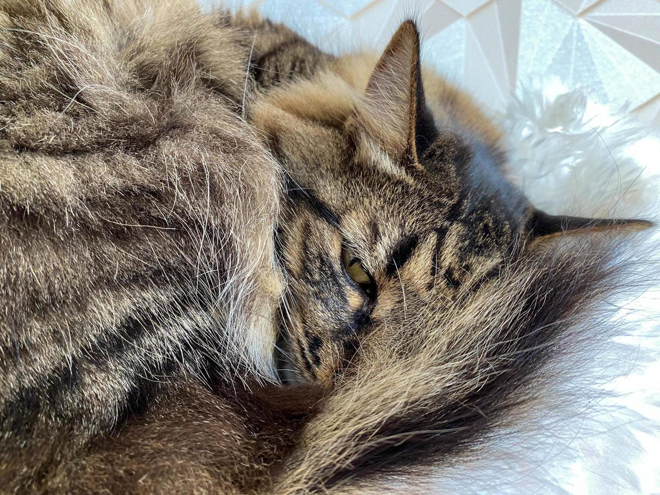 A beautiful fluffy brown cat sleeps curled up with an open eye photo