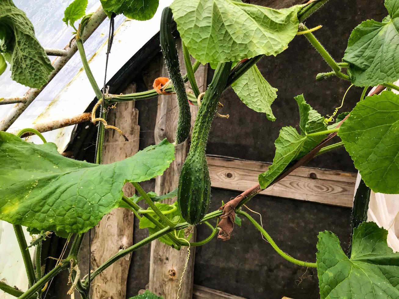 cucumbers grow in a garden bed in a greenhouse. plastic greenhouse, wet. borage with large green