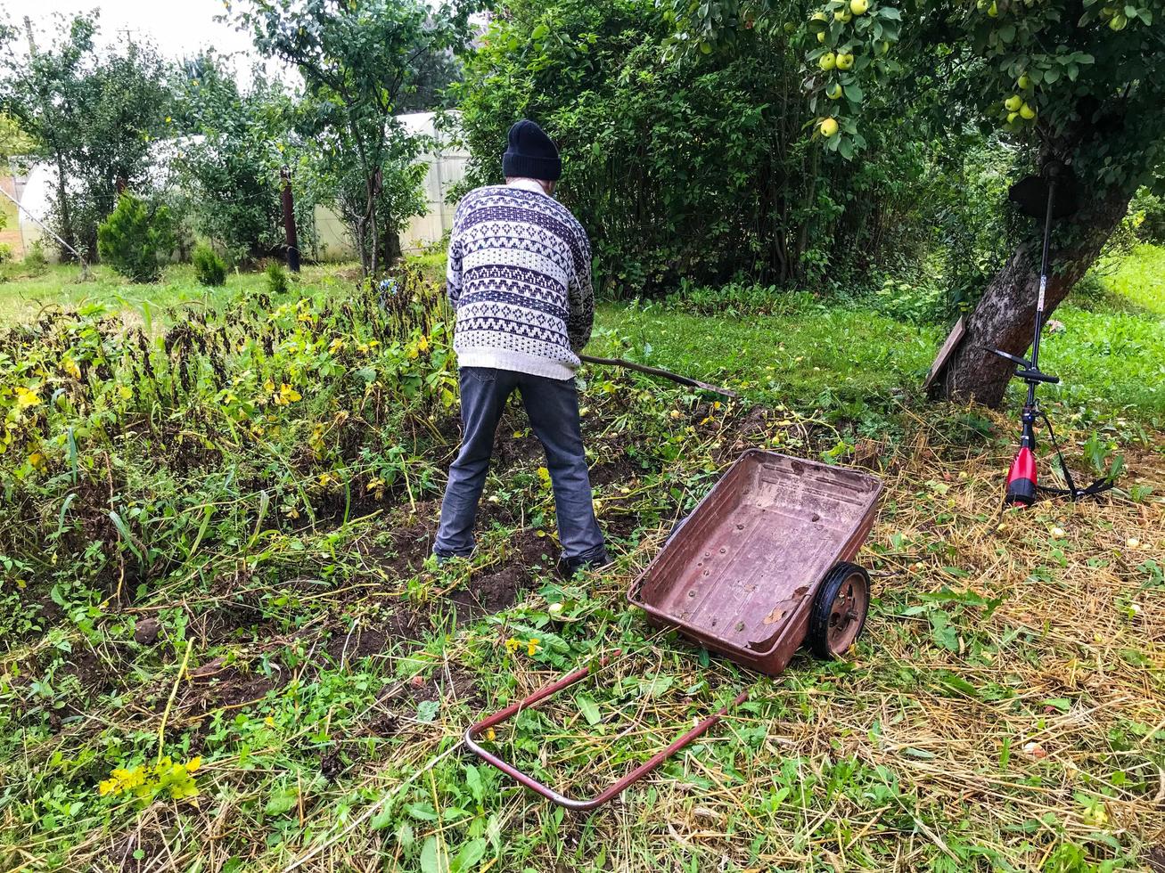 a gardener in a warm, gray, woolen sweater walks through the plot with a cart. metal trolley for transporting crops. autumn garden care, harvesting, digging potatoes photo