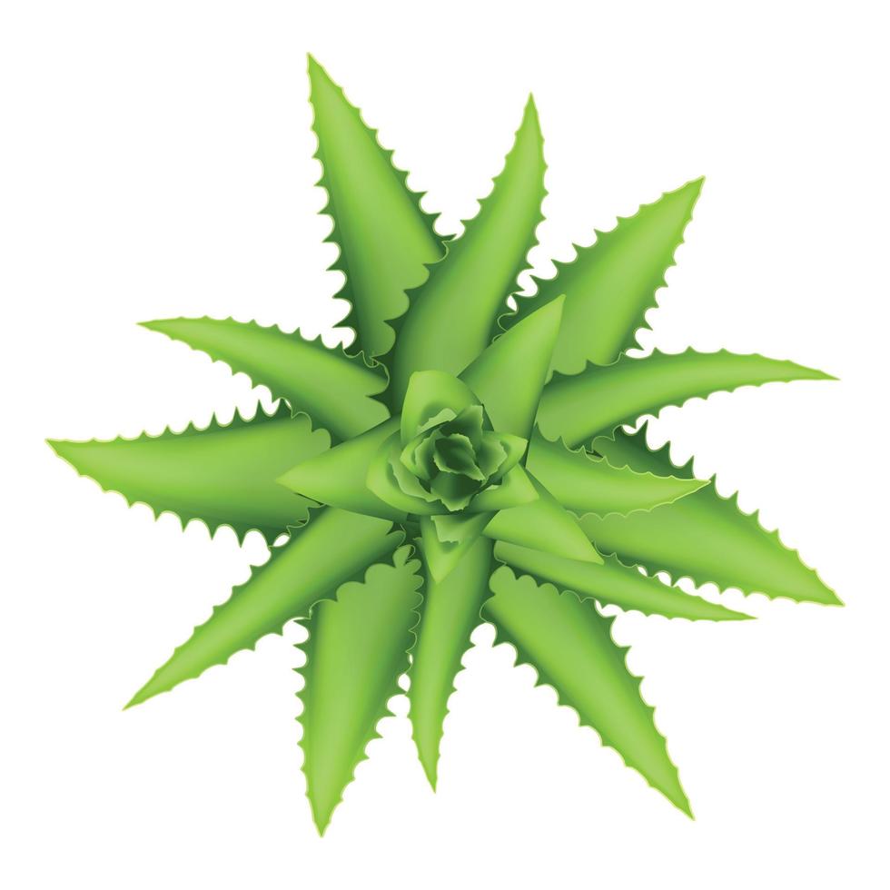 Aloe vera plant top view icon, cartoon style vector