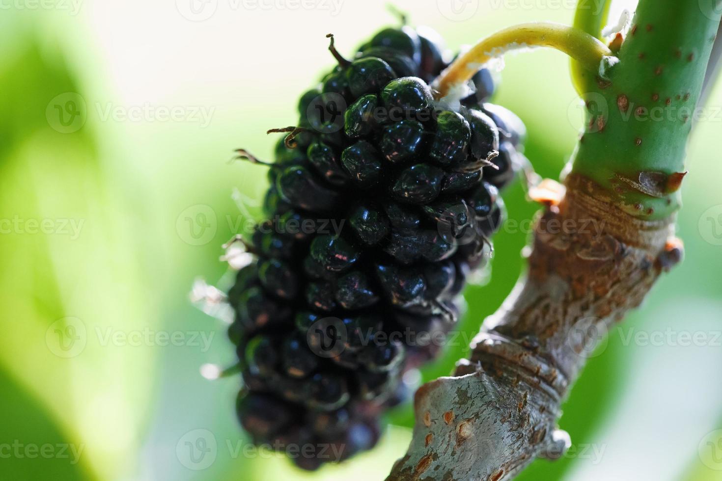 frutos maduros y frescos de morera negra madurados en una rama de árbol. comida saludable de jugosa fruta de morera foto