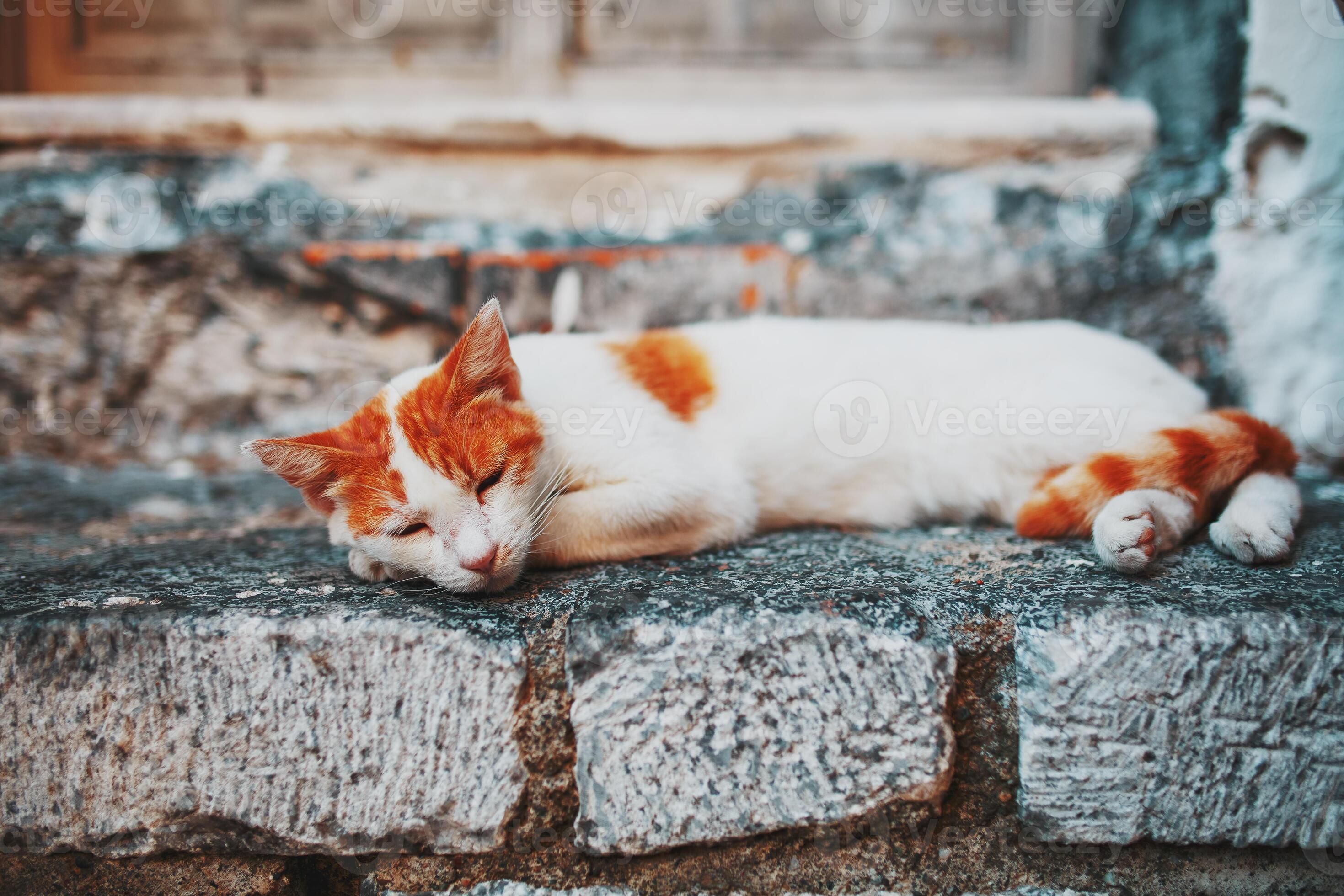 A white cat with orange spots sleeps on the stone threshold of an old
