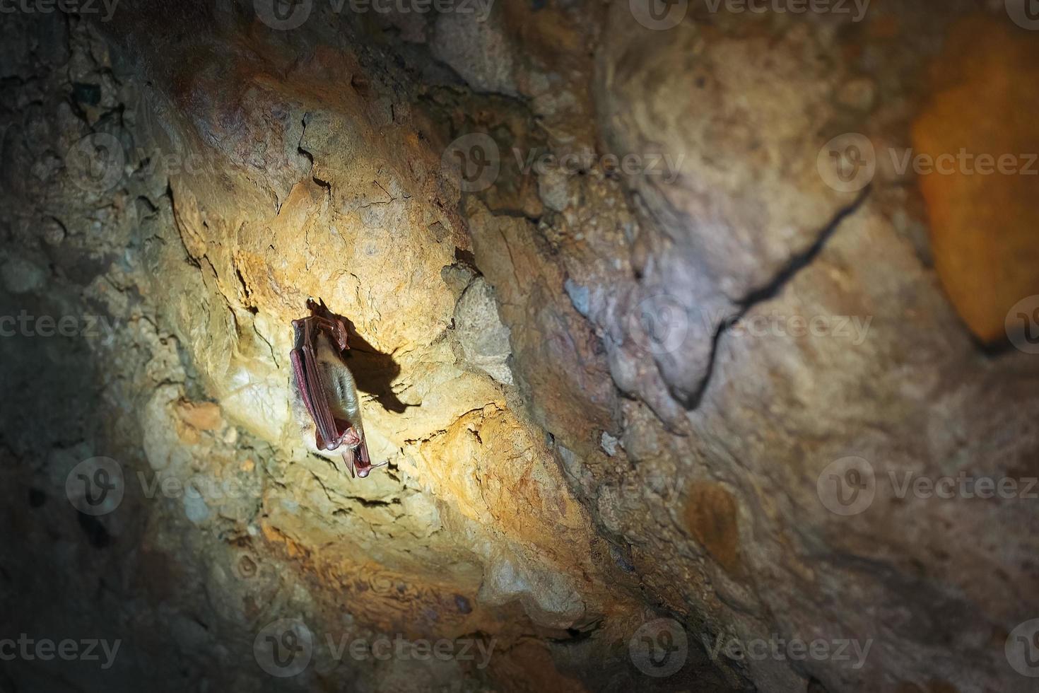 un murciélago marrón cuelga boca abajo en una cueva. depredadores nocturnos en la naturaleza foto