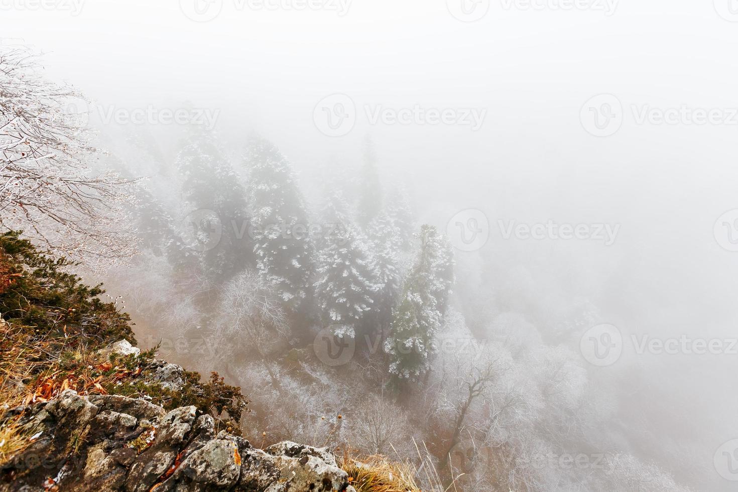 Snow-covered coniferous forest in dense fog. Top view photo