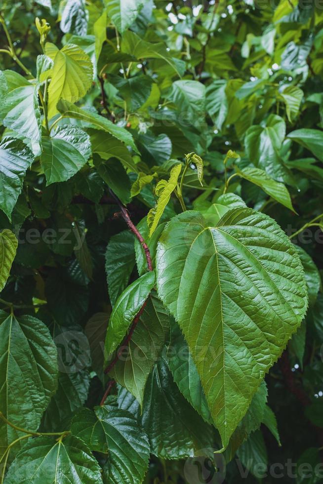 Green leaves of mulberry with a drop of water. Many juicy green leaves of a tree. photo