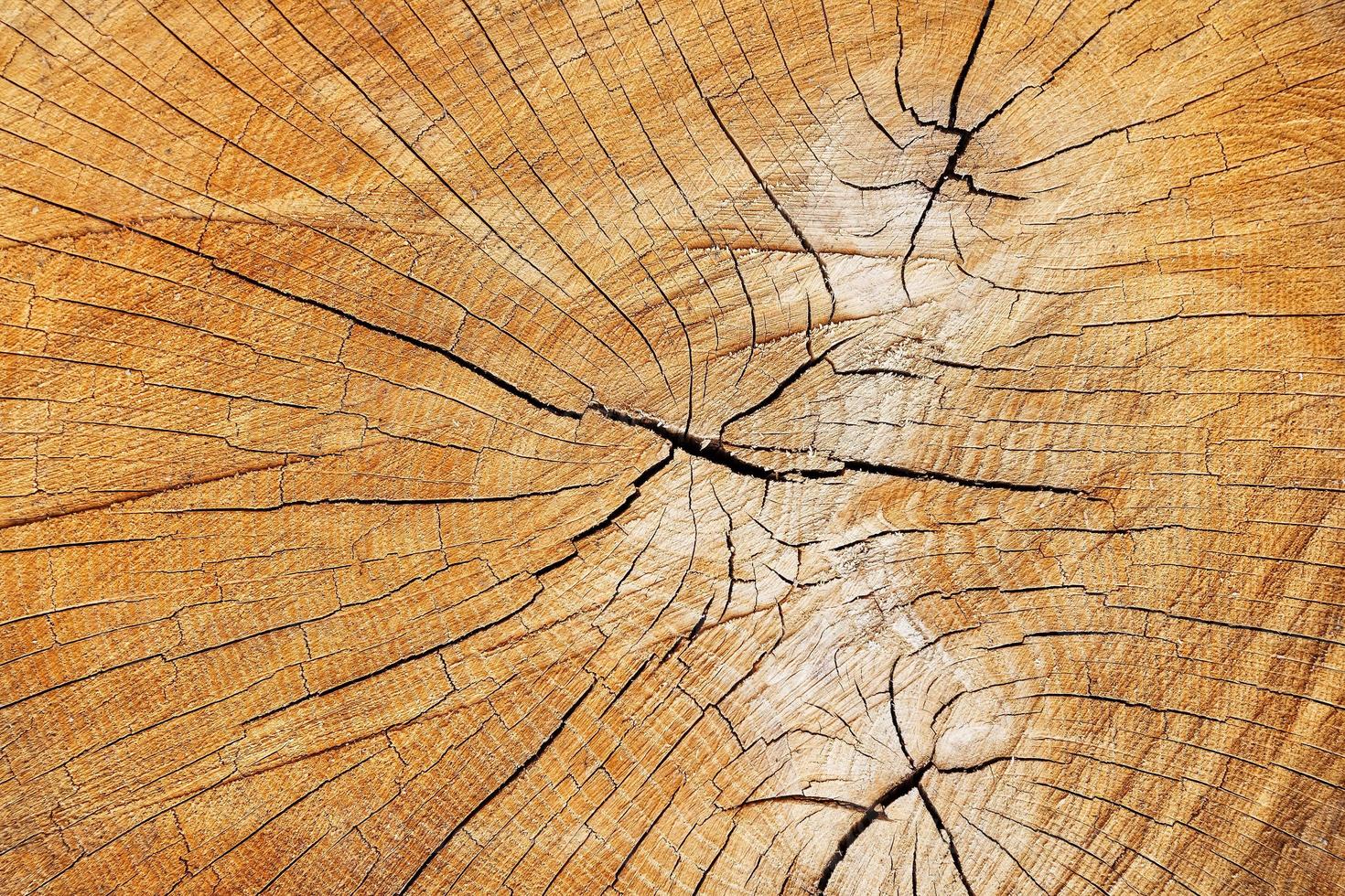 el tocón de un árbol talado, un corte del tronco con anillos anuales y grietas, la textura del tocón aserrado foto