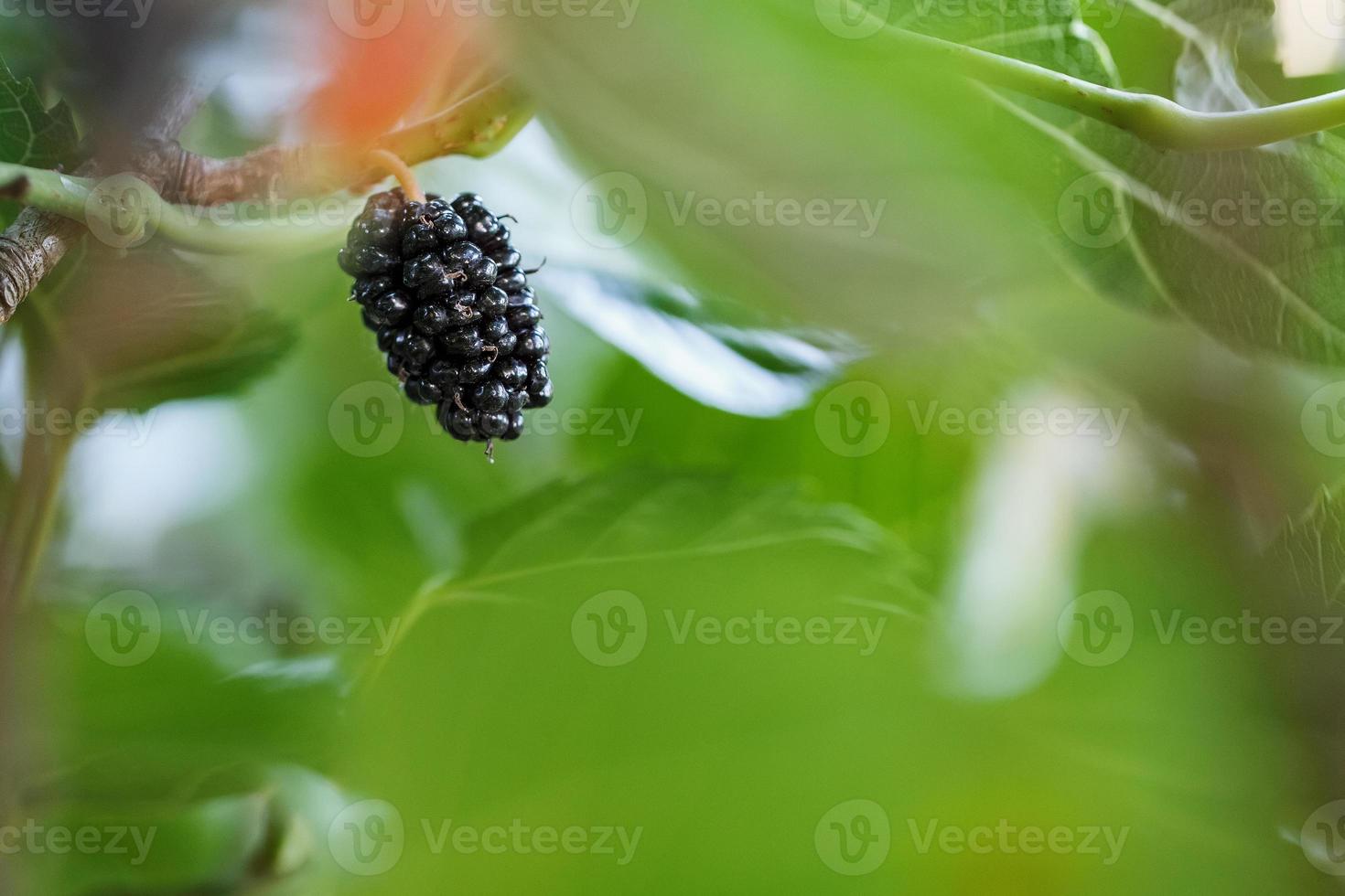 frutos maduros y frescos de morera negra madurados en una rama de árbol. comida saludable de jugosa fruta de morera foto