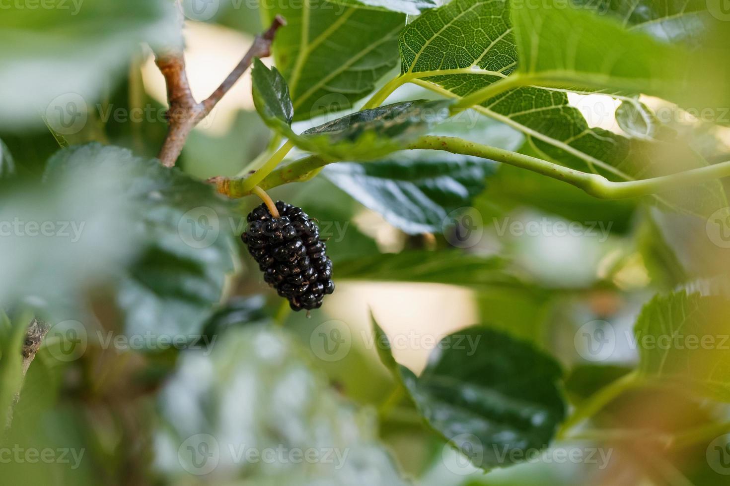 frutos maduros y frescos de morera negra madurados en una rama de árbol. comida saludable de jugosa fruta de morera foto