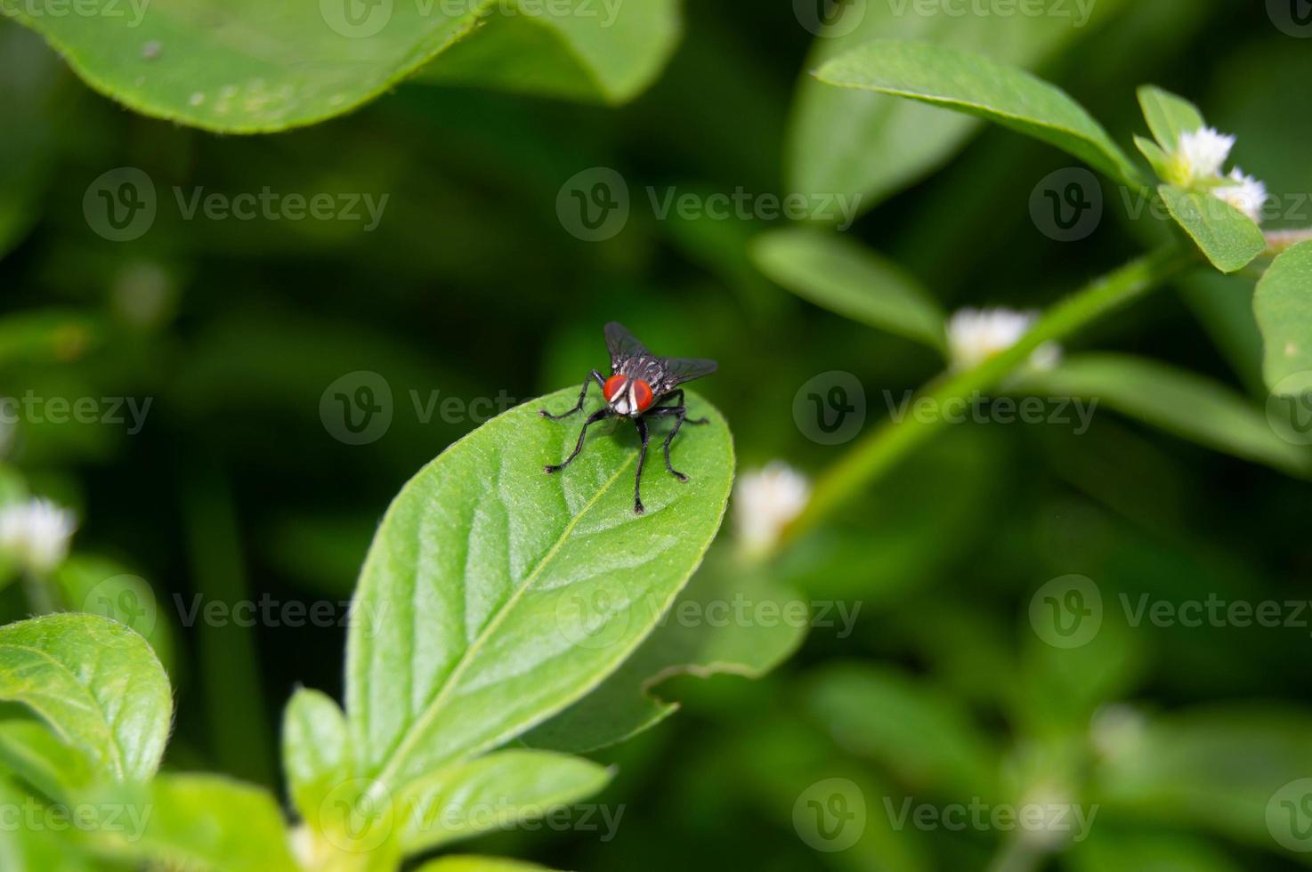 flies perch on the leaves. small insects that have a lot of bacteria and are harmful to health. photo