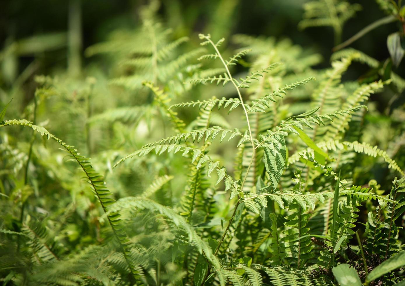 Green fern leaf texture background in the jungle photo