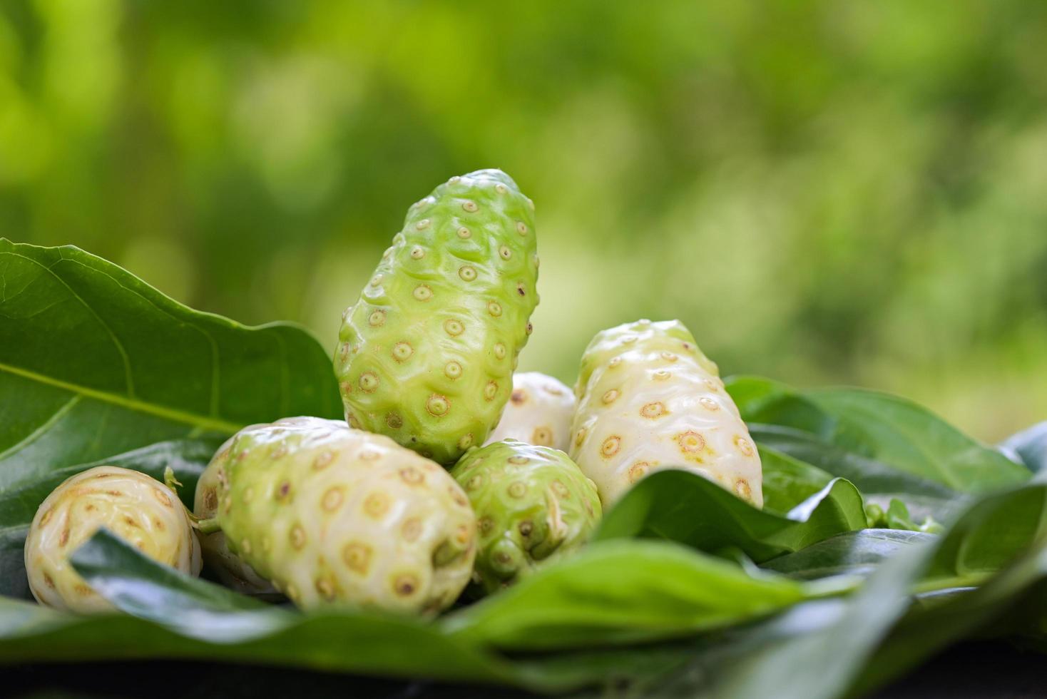 Noni fruit herbal medicines, fresh noni from tree - Other names Great morinda , Beach mulberry or Morinda Citrifolia photo