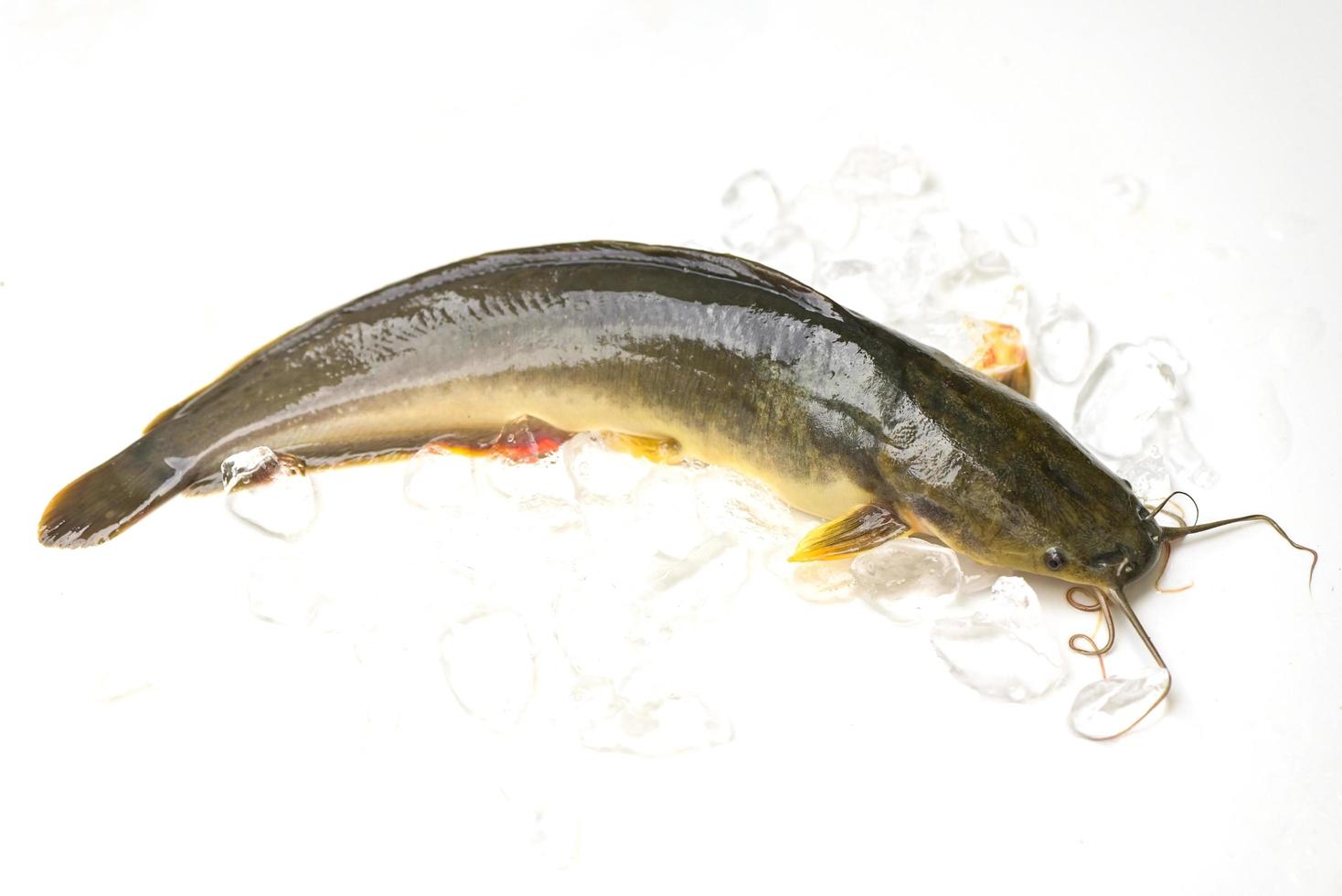 catfish isolated on white background, fresh raw catfish freshwater fish on ice, catfish for cooking food fish photo