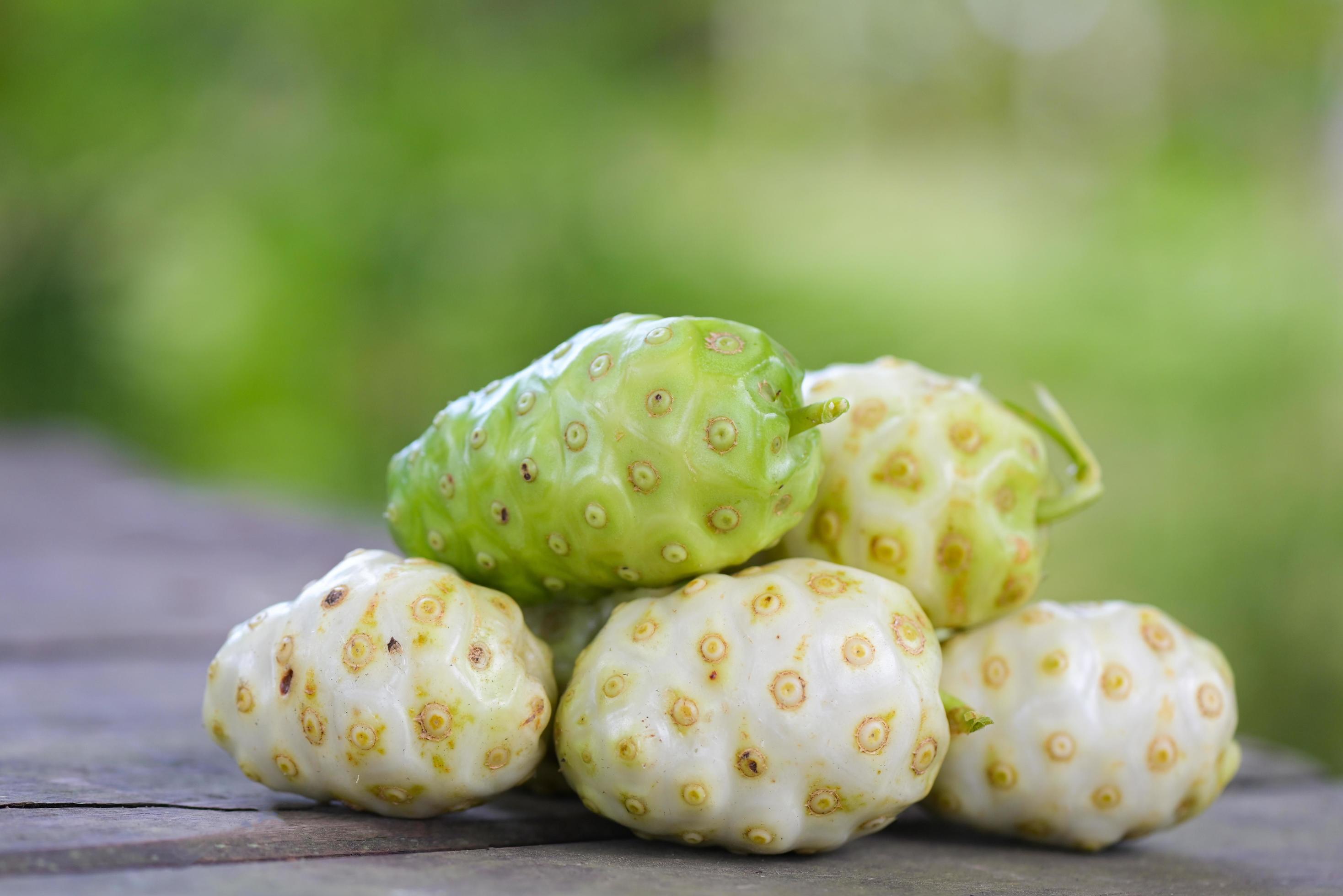 Noni fruit herbal medicines, fresh noni from tree Other names Great