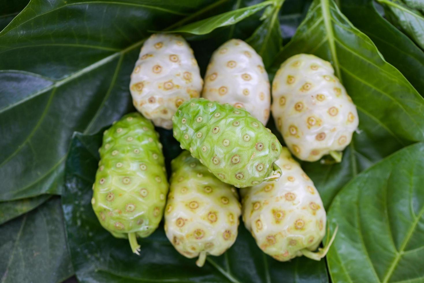 Noni fruit herbal medicines, fresh noni from tree Other names Great morinda , Beach mulberry