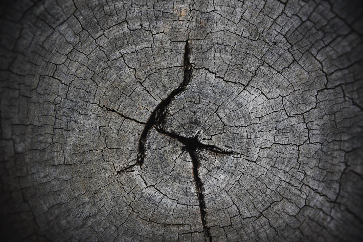 textura de madera vieja natural de tocón de árbol sección transversal de tronco de árbol madera cortada fondo de madera de registro foto