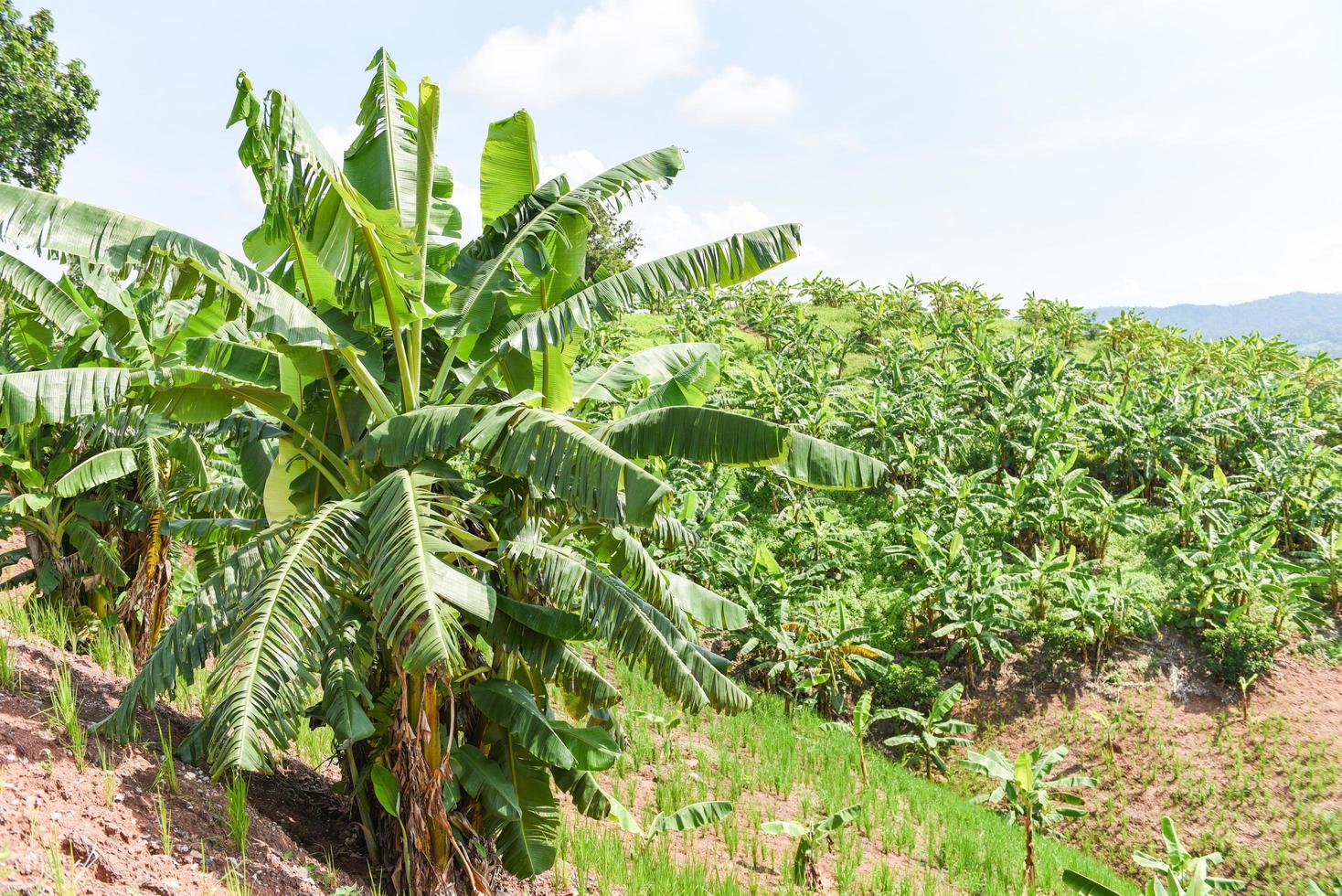 Banana tree in the garden banana plantation in the mountain agriculture Asia in Thailand photo