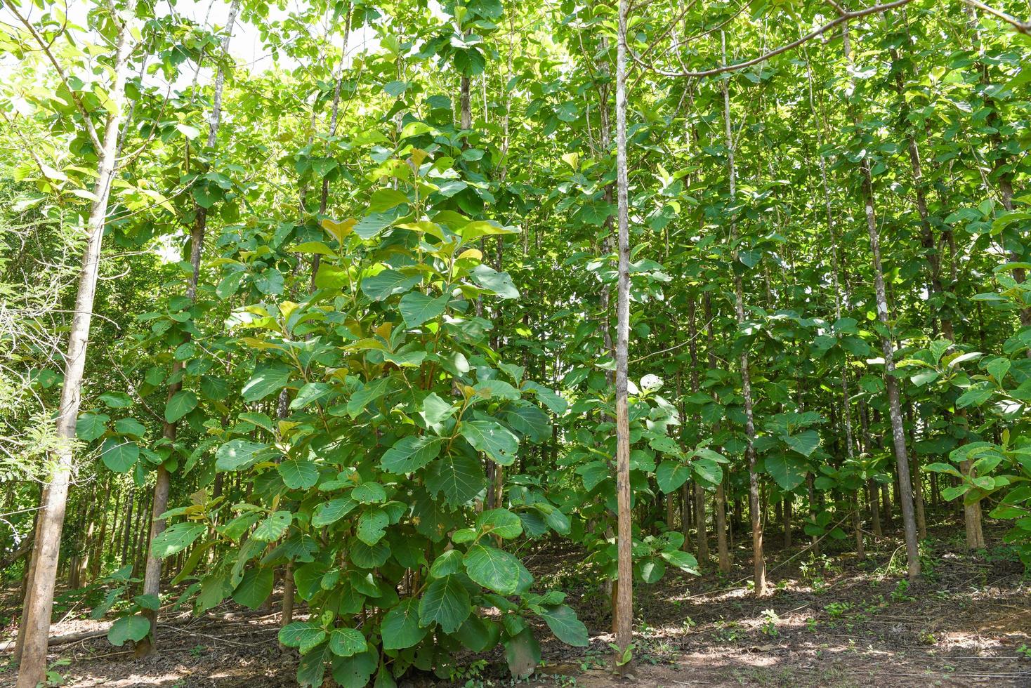 Teak tree agricultural in plantation teak field plant with green leaf - sunlights forest of fresh green deciduous trees framed by leaves with the sun warm rays through the the foliage photo