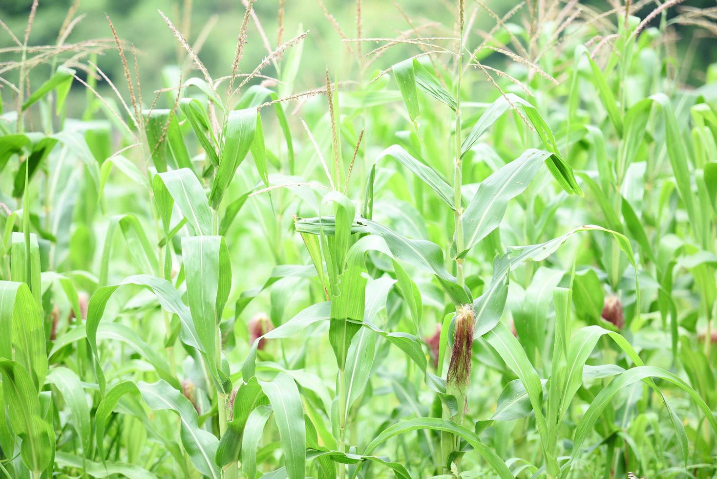 Corn cob on corn field in plantation agriculture Asian - nature of beautiful morning green corn field on the mountain photo