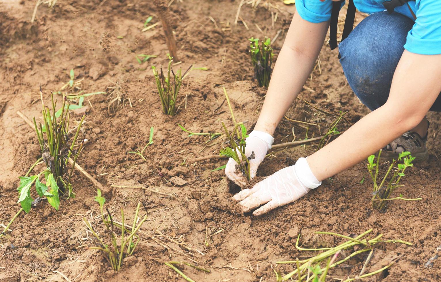hand holding young plant for planting in soil plant trees in the forest in the area love nature save the world environment day reforesting eco bio arbor CSR  ecosystems reforestation concept photo