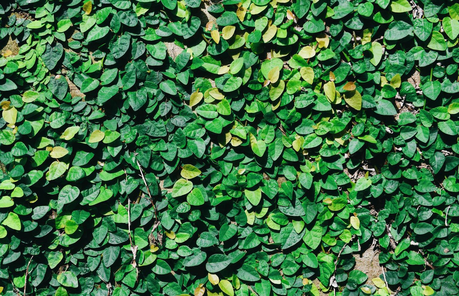 textura hermoso fondo verde natural, vista superior - fondo de planta hoja verde poco creciendo en el suelo o en la pared foto