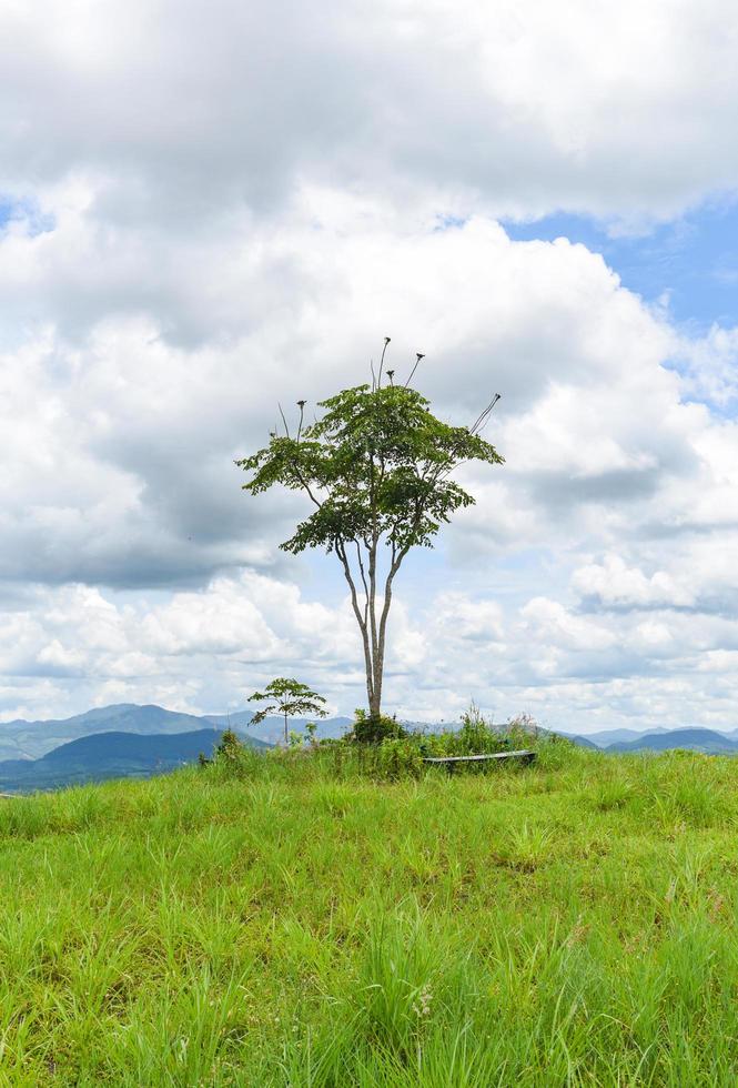 Green grass on a field with tree - Beautiful meadow and tree in the park ountryside of Thailand mountain , one tree on hill grass sky photo