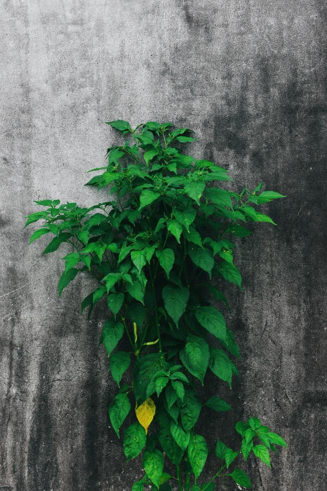 plant tree on dark wall background - Chili tree photo