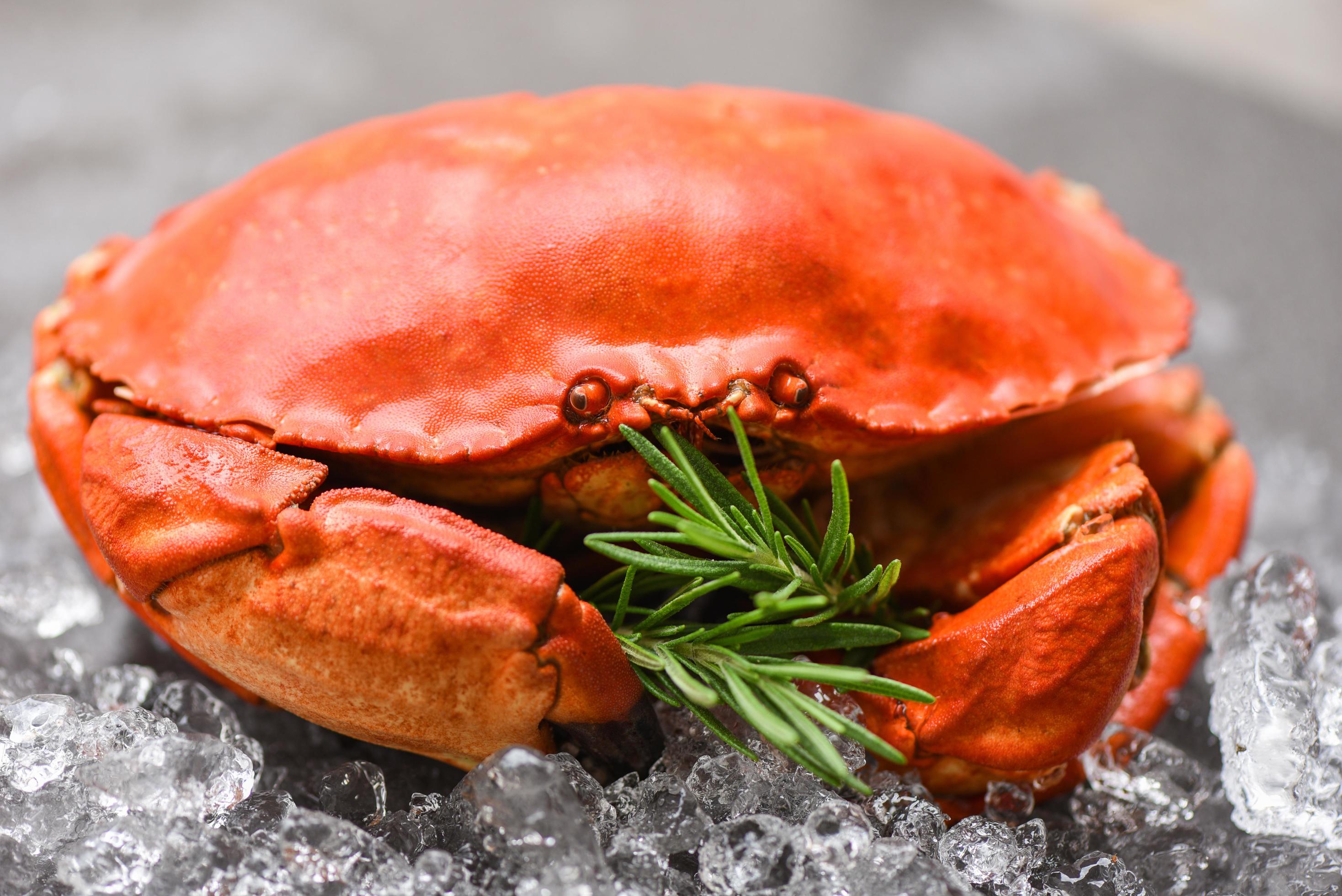 Fresh crab with ingredients lemon rosemary on ice Seafood shellfish