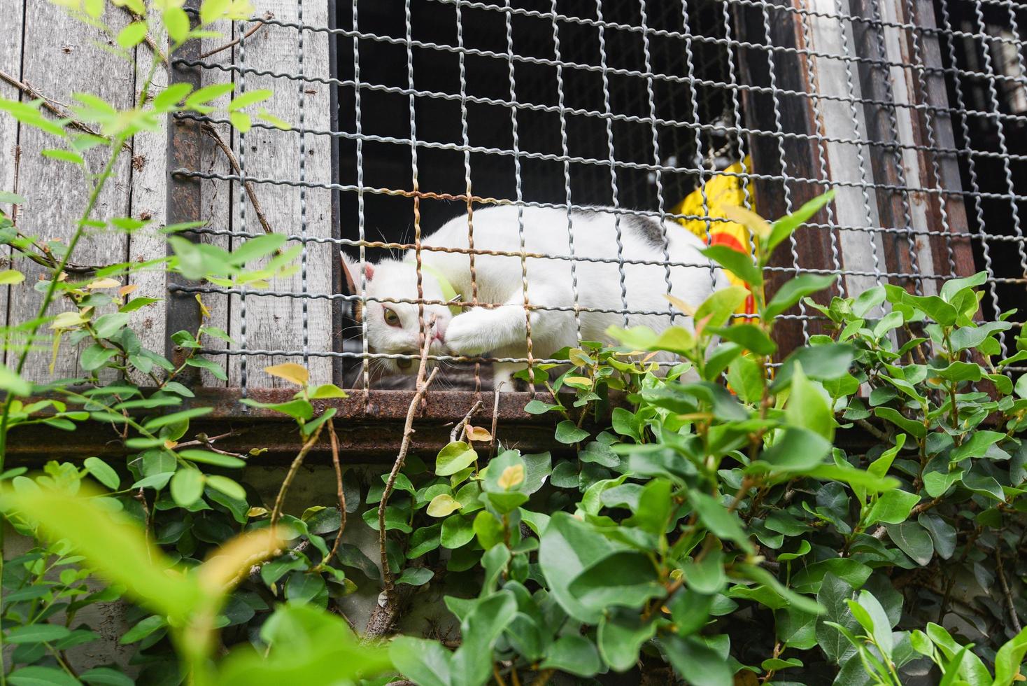 The white cat in the cage window playing a branch tree nature photo