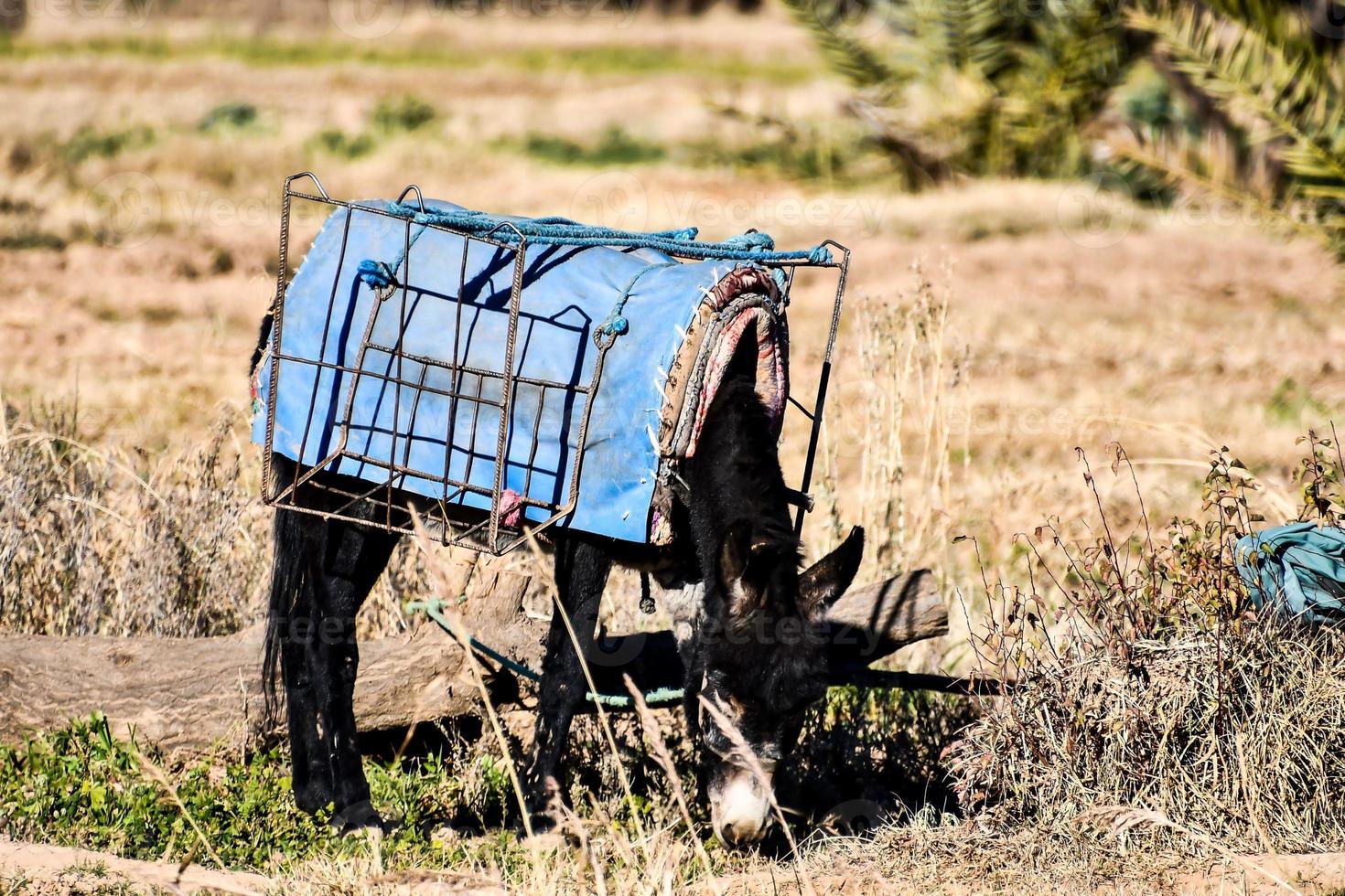 Donkey in a field photo