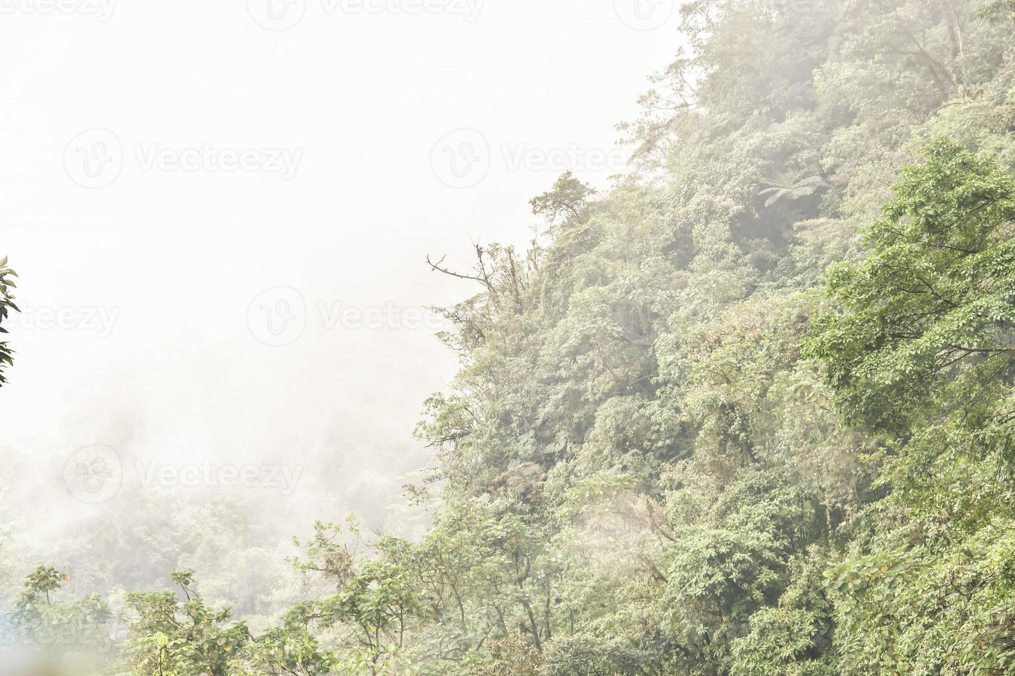 Fog and trees photo